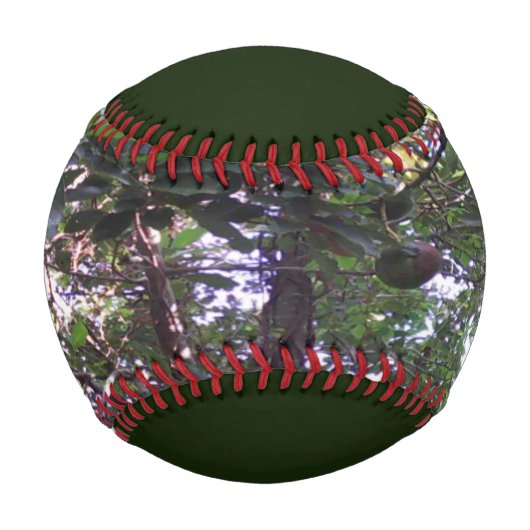 Avocado-Baum Baseball (Vorderseite)
