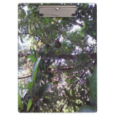 Avocado-Baum Klemmbrett (Vorderseite)