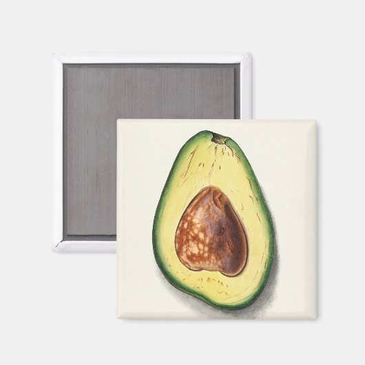 Avocado Magnet (Vorderseite/Rückseite)