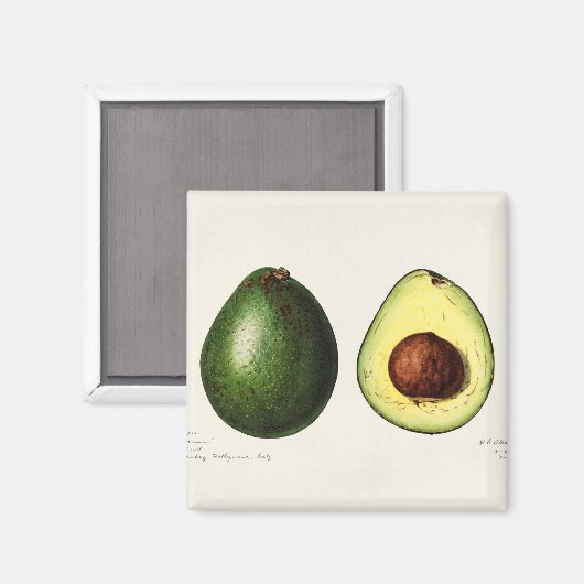 Avocado Magnet (Vorderseite/Rückseite)