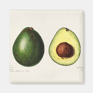 Avocado Magnet