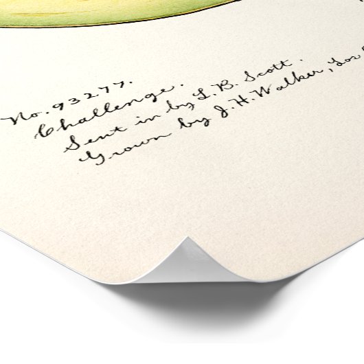 Avocado (Permea) Fruchtfarben-Lackierplakat Poster (Ecke)