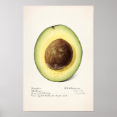 Avocado (Permea) Fruchtfarben-Lackierplakat Poster (Vorne)
