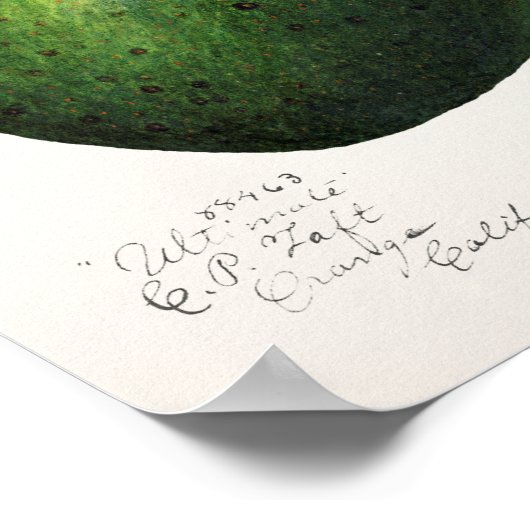 Avocado (Permea) Fruchtfarben Poster (Ecke)