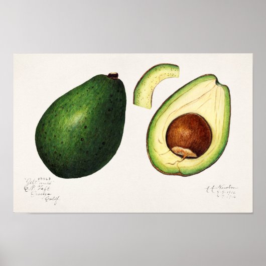 Avocado (Permea) Fruchtfarben Poster (Vorne)