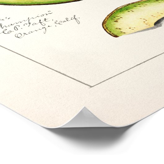 Avocado (Permea) Fruchtfarben Poster (Ecke)