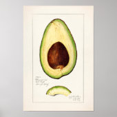 Avocado (Permea) Fruchtfarben Poster (Vorne)