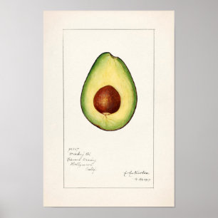 Avocado (Permea) Fruchtfarben Poster