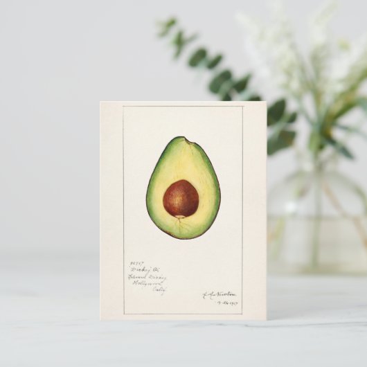 Avocado (Permea) Fruchtfarben Postkarte (Stehend Vorderseite)