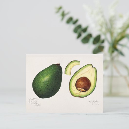 Avocado (Permea) Fruchtfarben Postkarte (Stehend Vorderseite)
