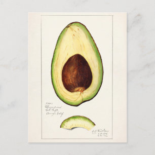Avocado (Permea) Fruchtfarben Postkarte