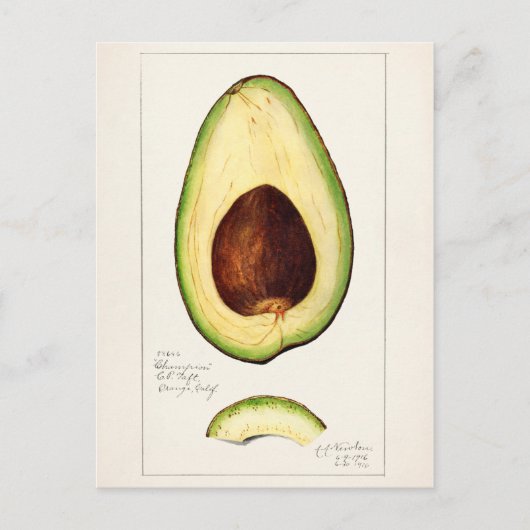 Avocado (Permea) Fruchtfarben Postkarte (Vorderseite)