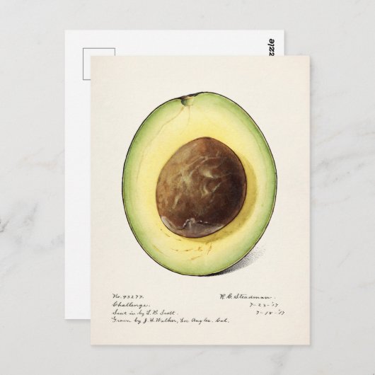 Avocado (Permea) Fruchtfarben Postkarte (Vorne/Hinten)