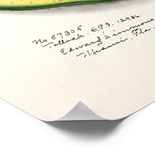 Avocado (Persa) Fruchtfarben Poster (Ecke)