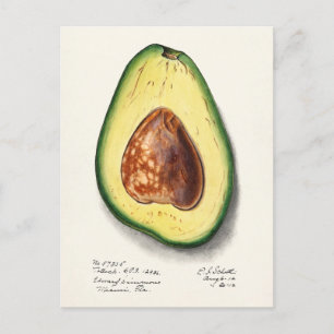 Avocado (Persa) Fruchtfarben Postkarte
