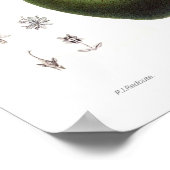 Avocado (Persea americana) Poster (Ecke)