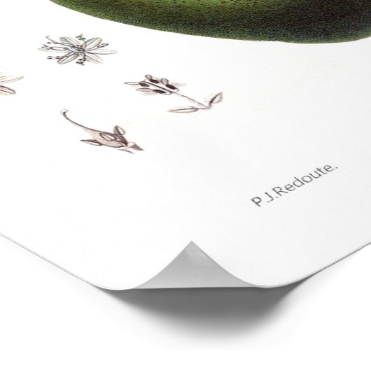 Avocado (Persea americana) Poster (Ecke)