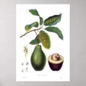 Avocado (Persea americana) Poster (Vorne)