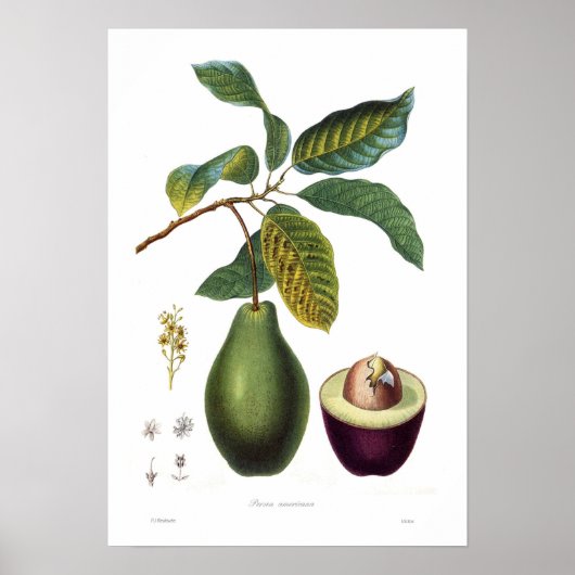 Avocado (Persea americana) Poster (Vorne)