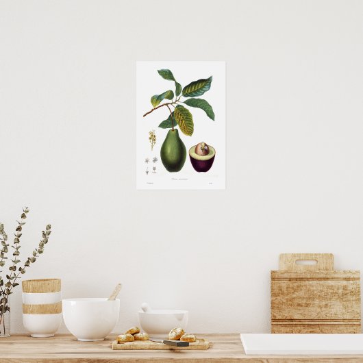 Avocado (Persea americana) Poster (Küche)
