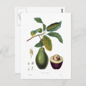 Avocado (Persea americana) Postkarte (Vorne/Hinten)