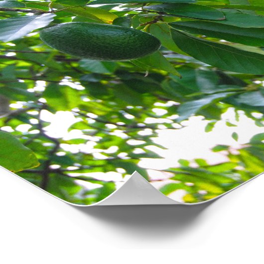 Avocado Tree in einem Obstgarten auf der Insel Haw Poster (Ecke)
