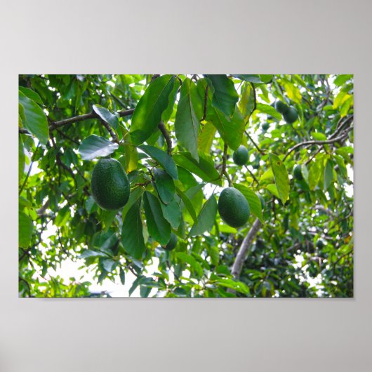 Avocado Tree in einem Obstgarten auf der Insel Haw Poster (Vorne)