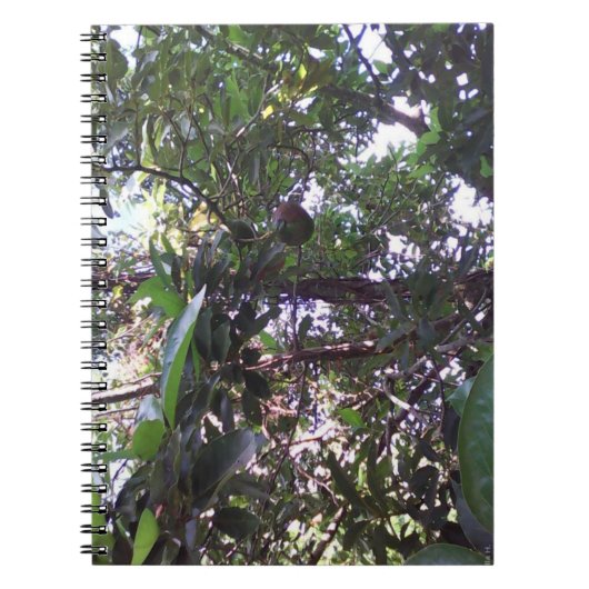 Avocado Tree Notizblock (Vorderseite)