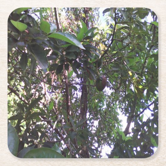Avocado Tree Rechteckiger Pappuntersetzer (Vorderseite)