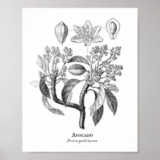 Avocado Vintag Botanische Illustration Poster (Vorne)