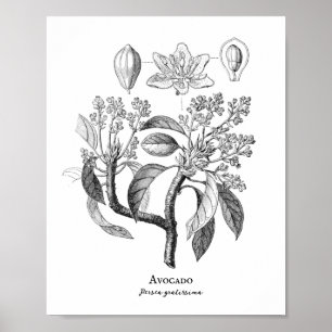 Avocado-Vintage-Botanische-Illustration Poster