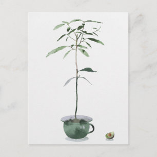 Avocadobaum Postkarte