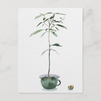 Avocadobaum Postkarte