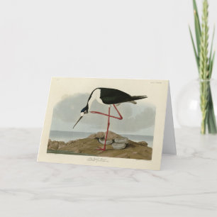 Avocet aus Audubons Vögeln von Amerika Karte