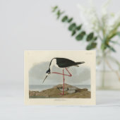 Avocet aus Audubons Vögeln von Amerika Postkarte (Stehend Vorderseite)