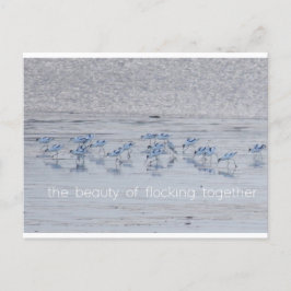 Avocet Beauty Feiertagspostkarte