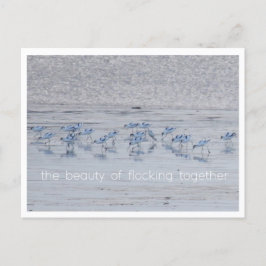 Avocet Beauty Feiertagspostkarte