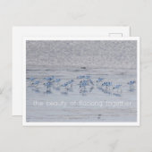 Avocet Beauty Feiertagspostkarte (Vorne/Hinten)