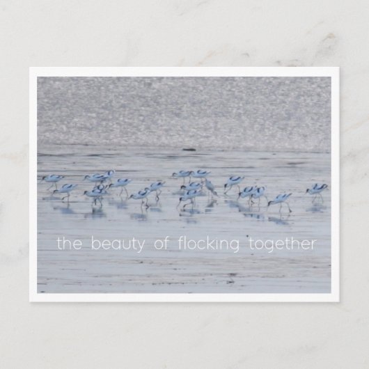 Avocet Beauty Feiertagspostkarte (Vorderseite)