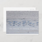 Avocet Beauty Postkarte (Vorne/Hinten)