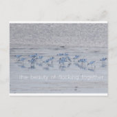 Avocet Beauty Postkarte (Vorderseite)