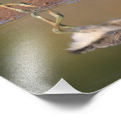 Avocet-Küken Fotodruck (Ecke)