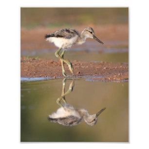 Avocet-Küken Fotodruck