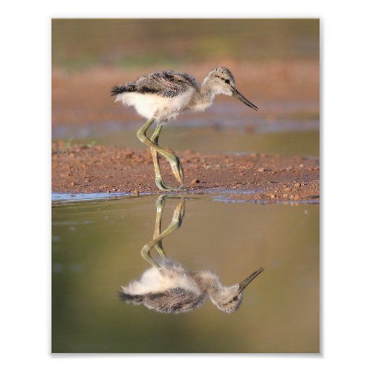 Avocet-Küken Fotodruck (Vorne)