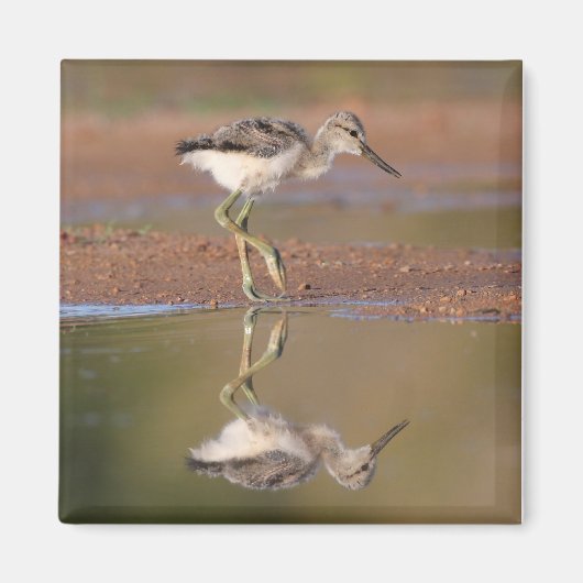 Avocet-Küken Magnet (Vorne)