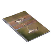 Avocet-Küken Notizblock (Rechte Seite)