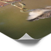 Avocet-Küken Poster (Ecke)