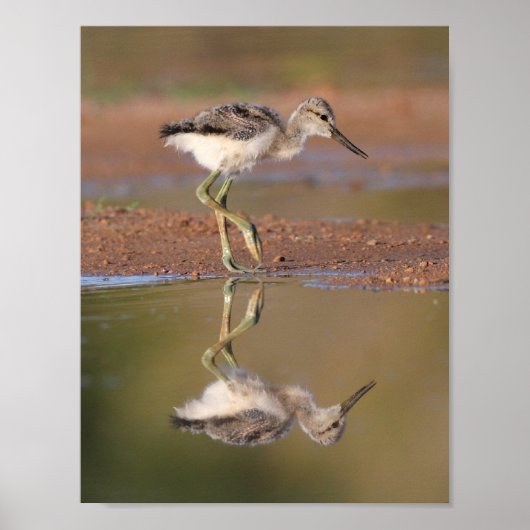 Avocet-Küken Poster (Vorne)