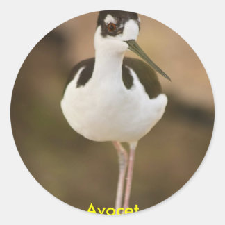 Avocet Runder Aufkleber
