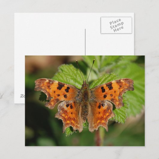 Avon gorge Commodschmetterling Postkarte (Vorne/Hinten)